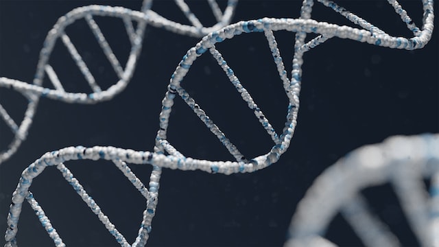 Does a surrogate mother share DNA with the baby?
